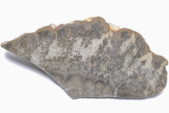 Triassic Aged Stromatolite Fossil - England #211714